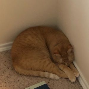 Meet your Posher, Tara